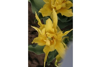 YELLOW SPIDER